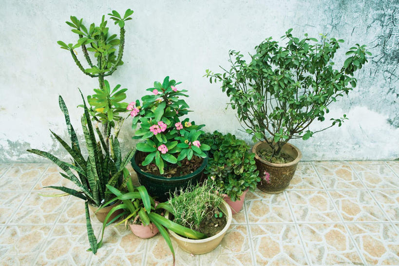 无人,竖图,俯视,室外,特写,白天,美景,植物,仙人掌,花盆,瓷砖,地砖,火焰,盆栽,墙,景观,草药,盆景,地面,中药,墙壁,墙面,绿色,自然,景色,生长,成长,自然风光,药材,中草药,中药材,本草,牛舌头,玉芙蓉,仙巴掌,火掌,霸王树,彩图,高角度拍摄