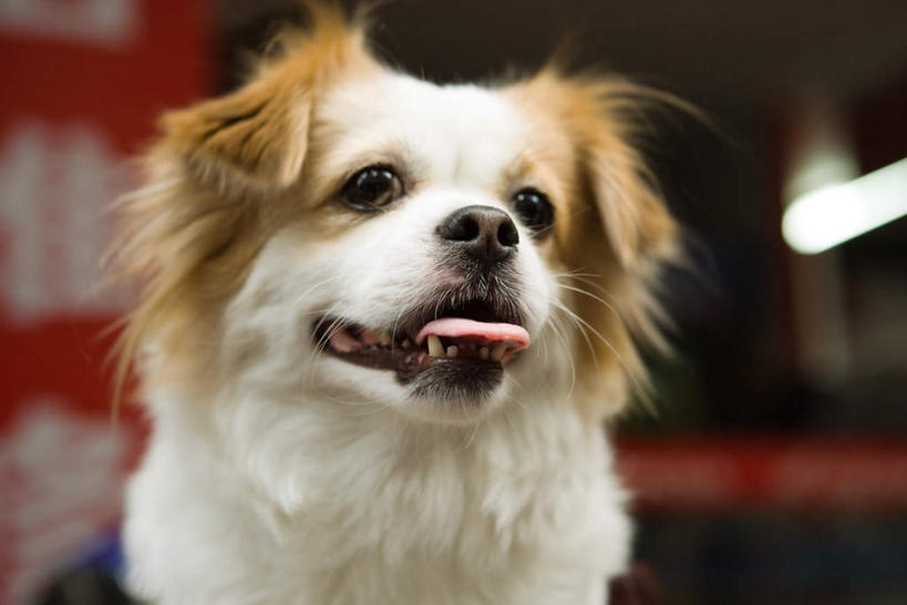 无人,站,摸,竖图,室内,特写,白天,正面,宠物,狗,抚摸,阴影,朦胧,模糊,光线,文字,影子,灯光,注视,吊灯,灯,一只,动物,灯具,观察,看,站着,汉字,可爱,观看,察看,照明设备,关注,忠诚,犬,触摸,接触,站立,半身,彩图