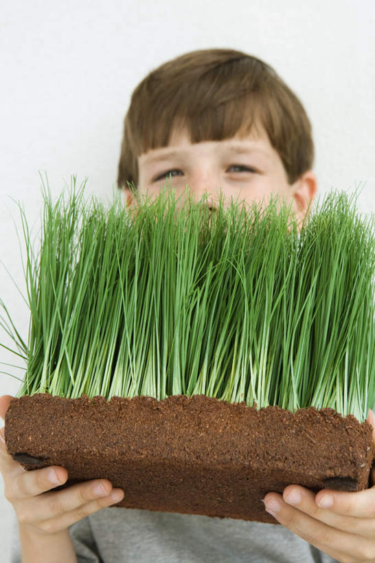 西方人,儿童,一个人,站,捧,笑,微笑,竖图,室内,特写,白天,白色背景,正面,纯洁,植物,欧洲,欧洲人,仅一个男性,仅一个人,盆栽,盆景,小孩,绿色,自然,站着,仅一个小孩,可爱,童年,童趣,摄影,有机食品,绿色食品,影棚,生长,成长,童真,烂漫,无邪,天真,男孩,男人,男性,白种人,孩子,端,端着,捧着,手捧,站立,半身,彩图,影棚拍摄,拍摄,男生