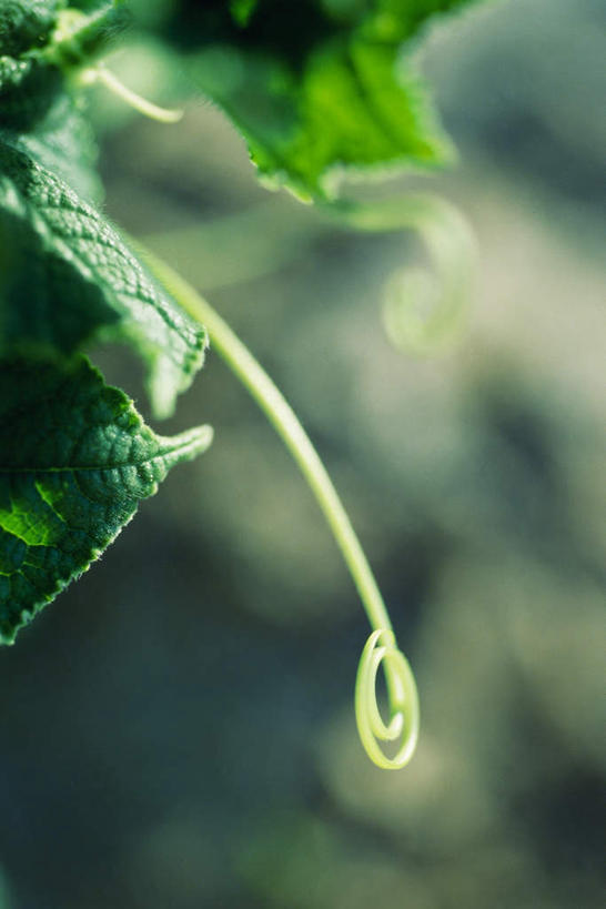 无人,竖图,室外,特写,白天,正面,美景,叶子,许多,阴影,朦胧,模糊,光线,影子,景观,茎,绿叶,阳光,自然,嫩叶,景色,自然风光,叶,叶片,彩图