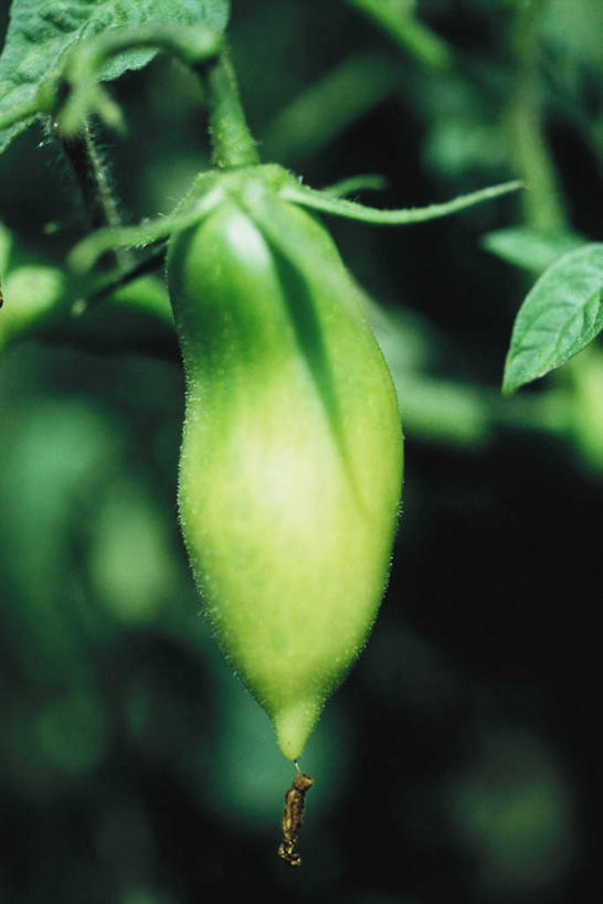 无人,竖图,室外,特写,白天,正面,美景,蔬菜,叶子,悬挂,朦胧,模糊,新鲜,景观,食品,绿叶,食物,一个,绿色,自然,嫩叶,景色,有机食品,绿色食品,单个,自然风光,叶,叶片,番茄,彩图