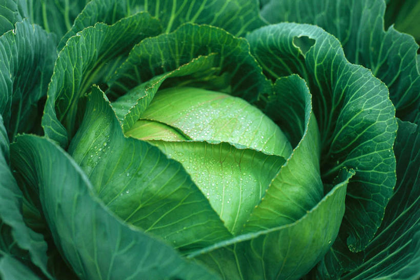 无人,横图,俯视,室外,特写,白天,美景,水,蔬菜,叶子,朦胧,模糊,新鲜,景观,食品,绿叶,水珠,食物,一个,自然,露珠,嫩叶,甘蓝,景色,有机食品,绿色食品,单个,自然风光,叶,叶片,彩图,高角度拍摄