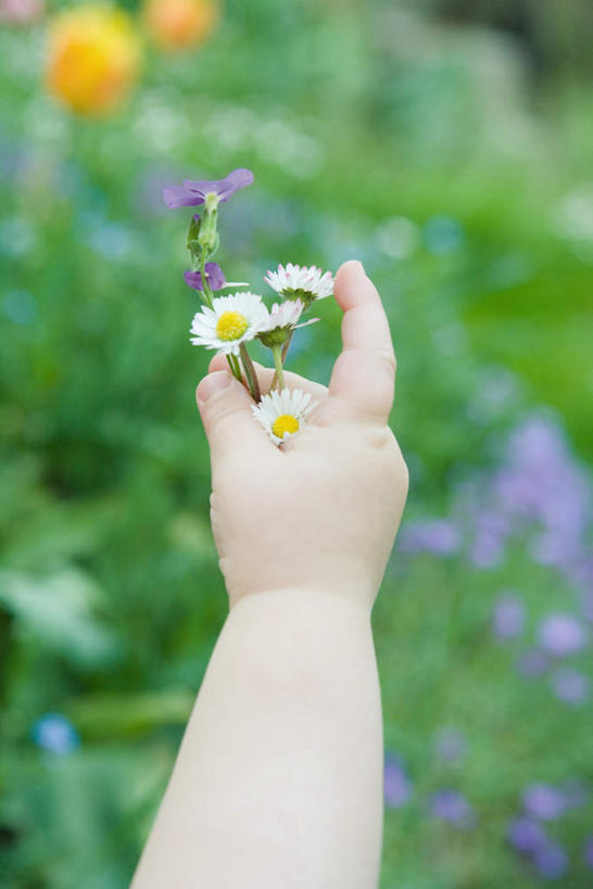 西方人,儿童,手,一个人,竖图,俯视,室外,特写,白天,纯洁,草地,草坪,植物,欧洲,欧洲人,仅一个女性,仅一个人,许多,握,朦胧,模糊,盛开,拿,花蕾,拿着,草,花,花瓣,花朵,鲜花,小孩,绿色,花苞,花蕊,仅一个小孩,手部,可爱,童年,童趣,握着,童真,烂漫,无邪,天真,女孩,女人,女性,白种人,孩子,半身,彩图,高角度拍摄,女生