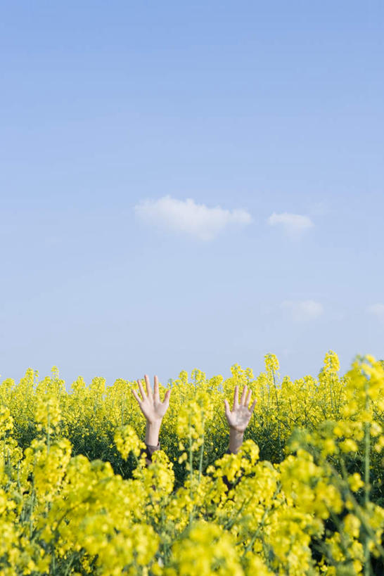 西方人,儿童,一个人,站,举,竖图,室外,白天,正面,纯洁,欧洲,欧洲人,仅一个女性,仅一个人,盛开,云,云朵,花蕾,云彩,花,花瓣,花朵,鲜花,小孩,黄色,蓝色,白云,蓝天,天空,天,花苞,花蕊,油菜花,托,站着,仅一个小孩,可爱,童年,童趣,晴朗,童真,烂漫,无邪,天真,女孩,女人,女性,白种人,孩子,晴空,举起,举手,举着,向上举,向上伸,向上托,站立,半身,彩图,女生