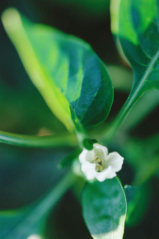 无人,竖图,俯视,室外,特写,白天,美景,蔬菜,阴影,朦胧,模糊,新鲜,盛开,光线,影子,景观,青椒,食品,花蕾,花,花瓣,花朵,鲜花,食物,一朵,白色,阳光,自然,花苞,花蕊,景色,有机食品,绿色食品,自然风光,大椒,甜椒,柿子椒,灯笼椒,彩图,高角度拍摄