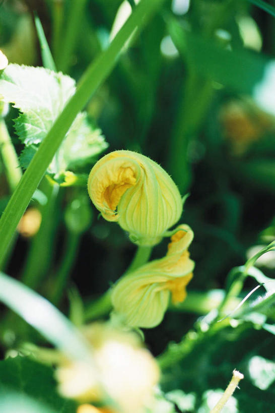 无人,竖图,俯视,室外,特写,白天,美景,蔬菜,叶子,许多,阴影,朦胧,模糊,新鲜,盛开,光线,影子,景观,食品,绿叶,花蕾,花,花瓣,花朵,鲜花,食物,阳光,自然,花苞,花蕊,嫩叶,景色,有机食品,绿色食品,自然风光,叶,叶片,胡瓜,彩图,高角度拍摄