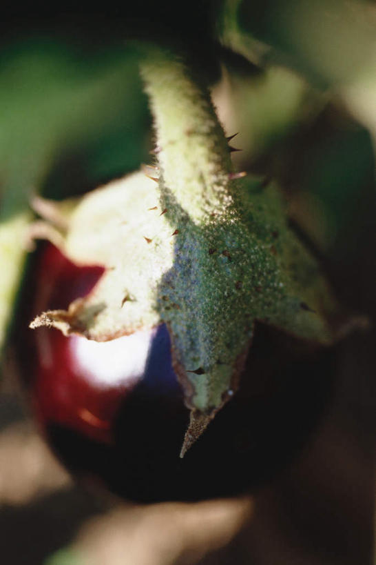 无人,竖图,俯视,室外,特写,白天,美景,茄子,蔬菜,叶子,阴影,朦胧,模糊,新鲜,光线,影子,景观,食品,绿叶,食物,一个,紫色,阳光,自然,嫩叶,景色,有机食品,绿色食品,单个,自然风光,叶,叶片,落苏,酪酥,昆仑瓜,矮瓜,彩图,高角度拍摄