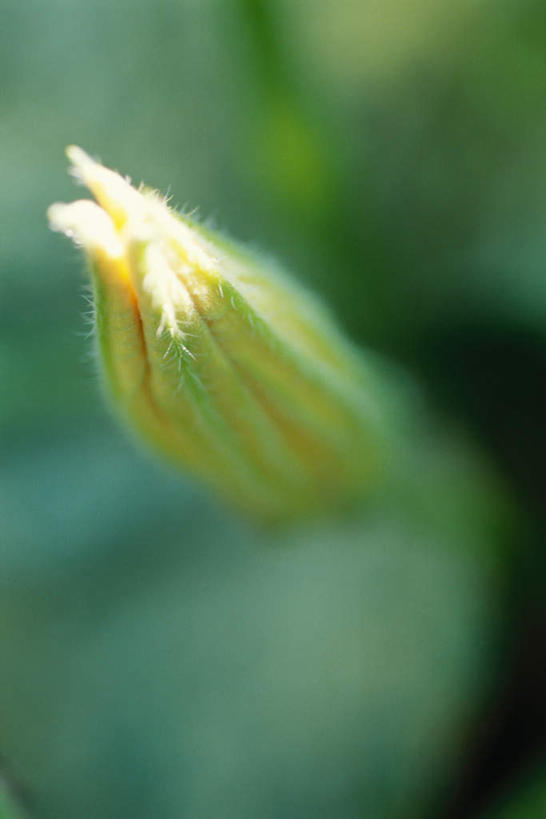 无人,竖图,俯视,室外,特写,白天,美景,蔬菜,叶子,阴影,朦胧,模糊,新鲜,盛开,光线,影子,景观,食品,绿叶,花蕾,花,花瓣,花朵,鲜花,食物,一朵,一个,黄色,阳光,自然,花苞,花蕊,嫩叶,景色,有机食品,绿色食品,单个,自然风光,叶,叶片,胡瓜,彩图,高角度拍摄