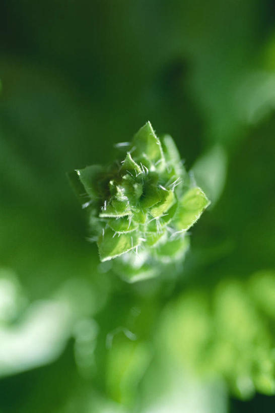 无人,竖图,俯视,室外,特写,白天,花海,花圃,美景,植物,叶子,阴影,朦胧,模糊,盛开,光线,影子,景观,绿叶,花蕾,花,花瓣,花朵,花卉,鲜花,绿色,阳光,自然,花丛,花束,花田,花苞,花蕊,嫩叶,景色,自然风光,叶,叶片,彩图,高角度拍摄