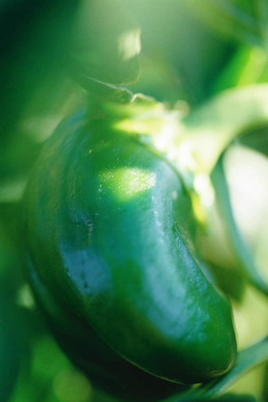 无人,竖图,室外,特写,白天,仰视,美景,辣椒,蔬菜,叶子,悬挂,阴影,朦胧,模糊,新鲜,光线,影子,景观,食品,绿叶,食物,一个,阳光,自然,嫩叶,景色,有机食品,绿色食品,单个,自然风光,彩椒,辣角,红海椒,大椒,辣虎,广椒,叶,叶片,甜椒,柿子椒,辣子,海椒,番椒,灯笼椒,彩图,低角度拍摄