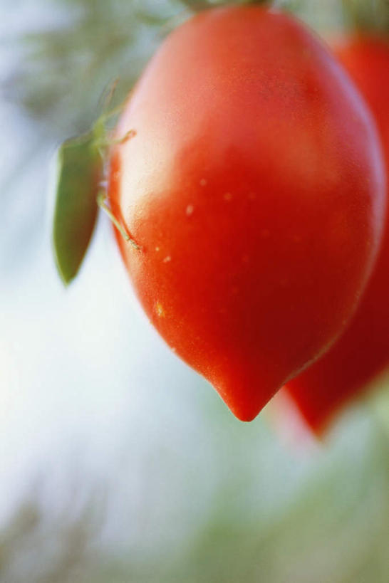 无人,竖图,室外,特写,白天,正面,美景,蔬菜,西红柿,叶子,悬挂,朦胧,模糊,新鲜,景观,食品,绿叶,食物,两个,红色,蓝色,蓝天,天空,自然,天,嫩叶,景色,有机食品,绿色食品,自然风光,叶,叶片,樱桃番茄,圣女果,番茄,彩图