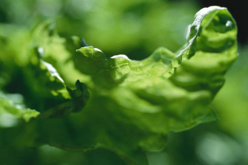 无人,横图,俯视,室外,特写,白天,美景,蔬菜,叶子,许多,朦胧,模糊,新鲜,景观,莴苣,莴笋,食品,绿叶,食物,绿色,自然,嫩叶,景色,有机食品,绿色食品,自然风光,香笋,叶,叶片,彩图,高角度拍摄