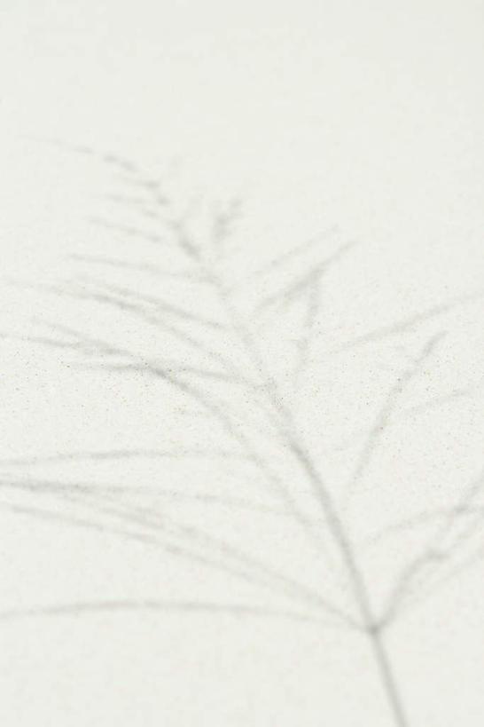 无人,竖图,俯视,室外,特写,白天,美景,沙滩,植物,阴影,朦胧,模糊,反射,沙子,影子,海岸,景观,沙地,树,树木,树枝,绿色,自然,景色,生长,成长,自然风光,海滩,彩图,高角度拍摄