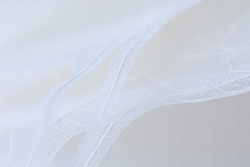 无人,横图,室内,特写,白天,白色背景,正面,静物,叶子,许多,朦胧,模糊,纹路,纹理,白色,摄影,影棚,肌理,叶,叶片,叶脉,彩图,影棚拍摄,拍摄