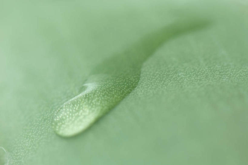 无人,横图,俯视,室外,特写,白天,美景,水,叶子,一片,朦胧,模糊,液体,景观,水滴,绿叶,自然,嫩叶,景色,自然风光,叶,叶片,彩图,高角度拍摄