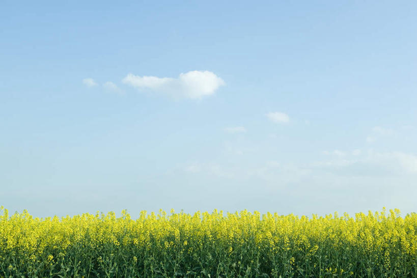 无人,农田,横图,室外,白天,仰视,旅游,度假,庄稼,美景,田园,叶子,许多,盛开,景观,云,云朵,绿叶,花蕾,云彩,娱乐,花,花瓣,花朵,鲜花,黄色,蓝色,白云,蓝天,天空,自然,花丛,天,花苞,花蕊,油菜花,享受,休闲,嫩叶,景色,放松,自然风光,叶,叶片,彩图,低角度拍摄,耕地,庄稼田