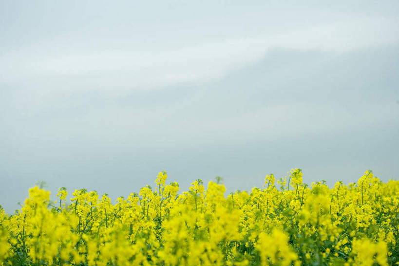 无人,农田,横图,室外,白天,仰视,旅游,度假,庄稼,花海,花圃,美景,植物,叶子,许多,盛开,景观,云,云朵,花蕾,云彩,娱乐,花,花瓣,花朵,花卉,鲜花,黄色,蓝色,绿色,白云,蓝天,天空,自然,花丛,花束,花田,天,花苞,花蕊,油菜花,享受,休闲,景色,放松,自然风光,彩图,低角度拍摄,耕地,庄稼田