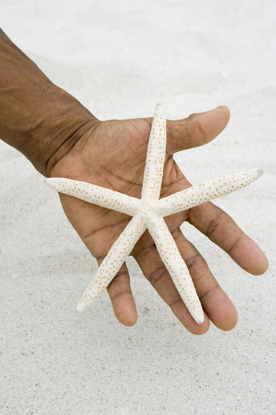 西方人,手,一个人,竖图,俯视,室内,特写,白天,度假,沙滩,海星,贝壳,欧洲,欧洲人,仅一个男性,仅一个人,沙子,斑点,海岸,沙地,娱乐,仅一个年轻男性,一个,白色,享受,休闲,手部,放松,单个,男人,男性,年轻男性,白种人,贝类外壳,海螺壳,软体动物外壳,海滩,半身,彩图,高角度拍摄
