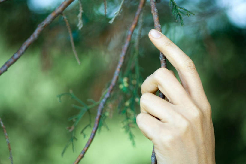 西方人,手,一个人,站,横图,室外,特写,白天,仰视,度假,植物,欧洲,欧洲人,仅一个年轻女性,仅一个女性,仅一个人,朦胧,模糊,娱乐,树,树木,树枝,绿色,自然,站着,享受,休闲,手部,放松,生长,成长,年轻女性,女人,女性,白种人,站立,半身,彩图,低角度拍摄