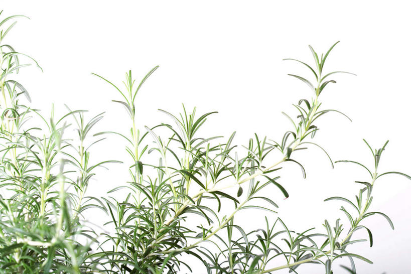 无人,横图,室内,特写,白天,白色背景,正面,植物,叶子,许多,草药,药草,中药,摄影,影棚,迷迭香,药材,中草药,中药材,本草,海洋之露,叶,叶片,彩图,影棚拍摄,拍摄