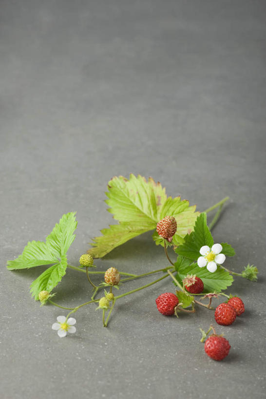 无人,竖图,俯视,室内,特写,白天,桌面,桌子,草莓,水果,叶子,许多,灰色背景,新鲜,生食,食品,茎,果实,绿叶,食物,嫩叶,放,摄影,有机食品,绿色食品,影棚,草莓花,叶,叶片,洋莓,水果皇后,红莓,地莓,彩图,高角度拍摄,影棚拍摄,拍摄