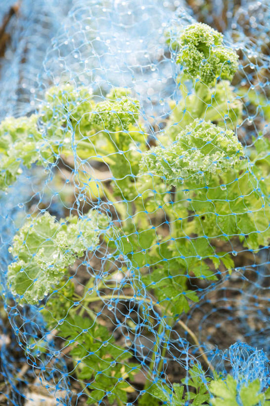 无人,竖图,俯视,室外,特写,白天,蔬菜,椰菜,卷心菜,叶子,许多,阴影,朦胧,模糊,新鲜,光线,网,影子,泥土,土,食品,绿叶,食物,蓝色,阳光,嫩叶,甘蓝,有机食品,绿色食品,叶,叶片,结球甘蓝,甘兰,包心菜,彩图,高角度拍摄