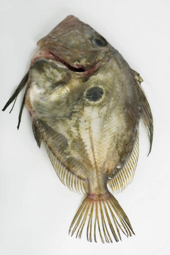 海鲜,无人,竖图,俯视,航拍,室内,白天,白色背景,一条,晒干,鲷鱼,水产,海洋生物,摄影,影棚,鲷,加吉鱼,铜盆鱼,鸟瞰,水生动物,海产品,水生物,海底动物,班加吉,加真鲷,彩图,高角度拍摄,影棚拍摄,拍摄