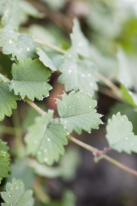 无人,竖图,俯视,室外,特写,白天,旅游,度假,美景,雪,植物,大雪,叶子,覆盖,朦胧,模糊,积雪,景观,雪景,冬天,绿叶,娱乐,绿色,自然,享受,休闲,嫩叶,景色,放松,生长,成长,草本,自然风光,小地榆,叶,叶片,彩图,高角度拍摄