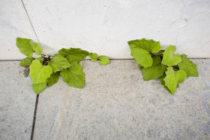 无人,横图,俯视,室外,特写,白天,石头,植物,叶子,德国,欧洲,石子,纹理,绿叶,首都,柏林,绿色,嫩叶,西欧,德意志联邦共和国,肌理,柏林州,叶,叶片,叶脉,石块,彩图,高角度拍摄