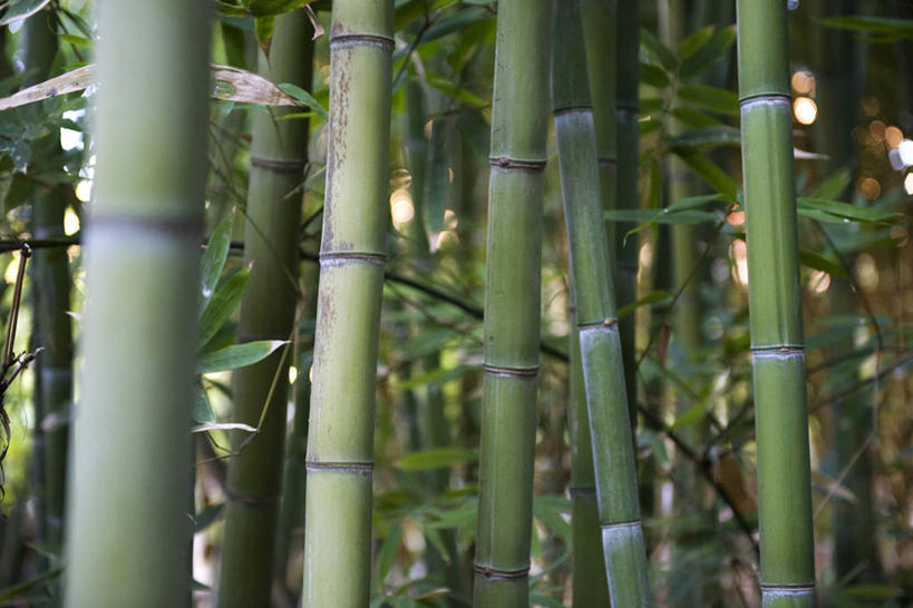 无人,横图,室外,白天,正面,旅游,度假,纯洁,美景,竹子,叶子,非洲,摩洛哥,阴影,朦胧,模糊,光线,影子,景观,竹林,绿叶,娱乐,阳光,自然,享受,休闲,嫩叶,景色,放松,高雅,自然风光,奉献,质朴,正直,阿非利加洲,摩洛哥王国,担当,叶,叶片,竹,彩图,奋进,操守,四君子,岁寒三友,性坚,虚怀,虚心,善群,卓尔