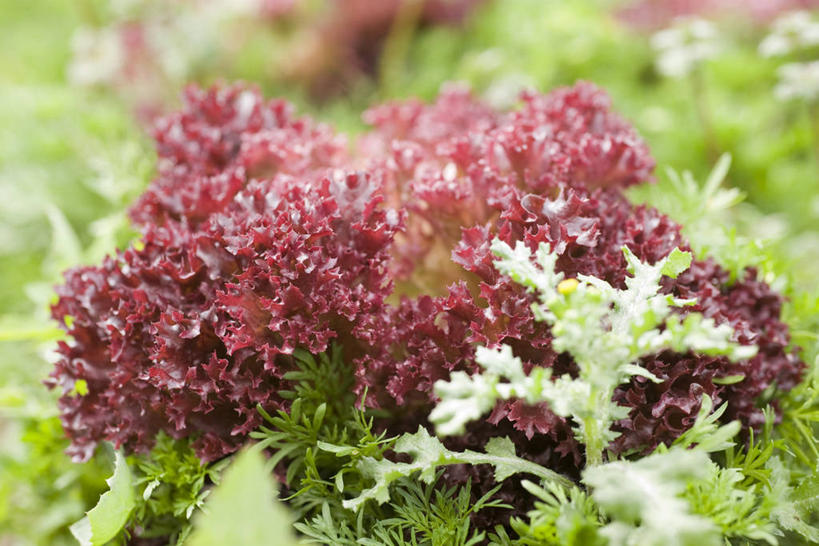 无人,横图,室外,特写,白天,正面,蔬菜,许多,阴影,朦胧,模糊,新鲜,光线,影子,生菜,莴苣,食品,食物,阳光,有机食品,绿色食品,苦苣,春菜,鹅仔菜,莴仔菜,千金菜,叶用莴苣,彩图,红珊瑚生菜