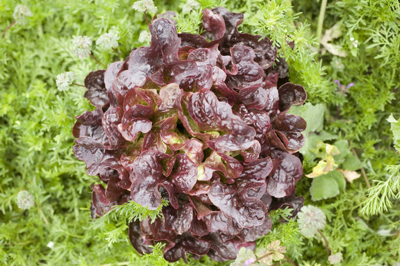 无人,横图,俯视,室外,特写,白天,蔬菜,许多,阴影,新鲜,光线,影子,生菜,莴苣,食品,食物,绿色,紫色,阳光,有机食品,绿色食品,苦苣,春菜,鹅仔菜,莴仔菜,千金菜,叶用莴苣,彩图,高角度拍摄,红珊瑚生菜