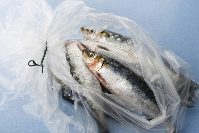 海鲜,无人,横图,俯视,室内,特写,白天,购物,消费,袋子,一堆,许多,阴影,堆叠,堆积,蓝色背景,反射,鱼,手提袋,影子,塑料,购物袋,很多,塑料袋,水产,鱼类,海洋生物,一个,塑料制品,金融,摄影,影棚,沙丁鱼,单个,堆,鲱鱼,死亡,购买,水生动物,海产品,水生物,贸易,海底动物,沙甸鱼,沙鲻,沙脑鰛,大肚鰛,真鰛,萨丁鱼,鳁,鲱科,马夹袋,马甲袋,殒命,灭亡,彩图,高角度拍摄,影棚拍摄,拍摄