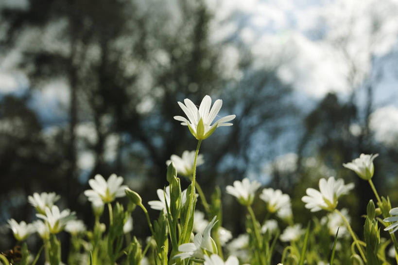 无人,横图,室外,特写,白天,正面,草地,草坪,花海,花圃,美景,植物,叶子,法国,欧洲,阴影,朦胧,模糊,盛开,光线,影子,景观,花蕾,草,花,花瓣,花朵,花卉,鲜花,树,树木,绿色,白色,阳光,自然,花丛,花束,花田,花苞,花蕊,景色,生长,成长,自然风光,法兰西共和国,法兰西第五共和国,理智,聪慧,聪明,彩图,繁缕花,福寿玉