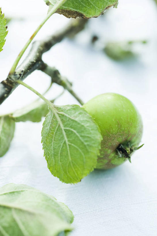 无人,竖图,俯视,室外,特写,白天,植物,苹果,叶子,阴影,光线,影子,绿叶,枝条,树,树木,树枝,一个,阳光,青苹果,嫩叶,单个,虬枝,枝杈,叶,叶片,彩图,高角度拍摄