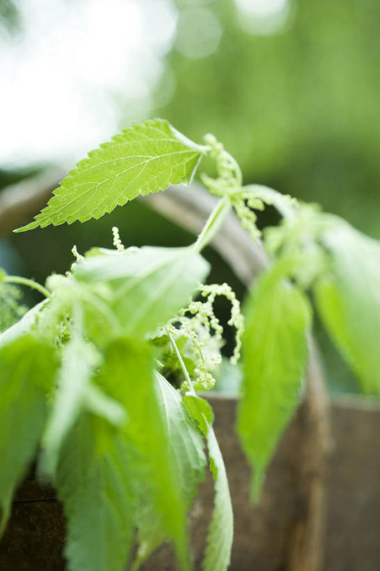 无人,竖图,室外,特写,白天,仰视,植物,阴影,朦胧,模糊,光线,影子,一个,绿色,阳光,自然,生长,单个,成长,荨麻,防盗草,无情草,咬人草,咬人猫,彩图,低角度拍摄