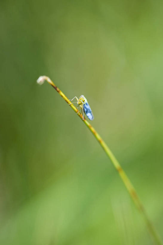 无人,竖图,室外,特写,白天,侧面,植物,阴影,朦胧,模糊,光线,昆虫,影子,茎,注视,停留,一只,绿色,阳光,自然,动物,观察,看,生长,成长,观看,停止,察看,关注,害虫,逗留,停顿,彩图,全身