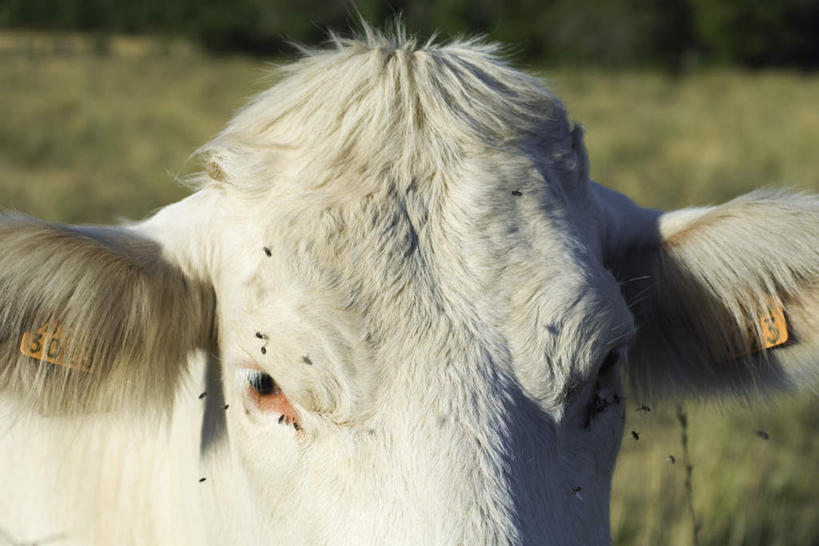 脸,头,脸颊,无人,横图,室外,特写,白天,正面,草地,草坪,植物,牛,一头,阴影,朦胧,模糊,光线,影子,家禽,草,树,树木,绿色,白色,阳光,自然,动物,家畜,牲畜,生长,成长,头部,脸部,脸蛋,面部,彩图