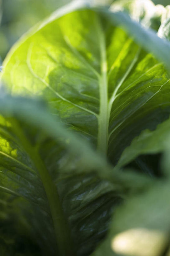 无人,竖图,室外,特写,白天,正面,蔬菜,叶子,许多,阴影,朦胧,模糊,新鲜,光线,影子,食品,绿叶,食物,阳光,嫩叶,有机食品,绿色食品,牛皮菜,叶,叶片,彩图