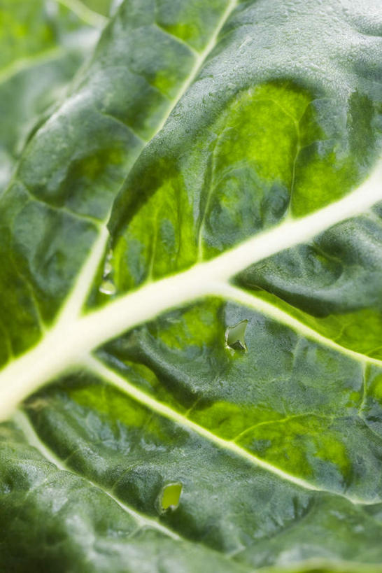 无人,竖图,俯视,室外,特写,白天,蔬菜,叶子,许多,阴影,朦胧,模糊,新鲜,光线,影子,食品,绿叶,食物,阳光,嫩叶,有机食品,绿色食品,牛皮菜,叶,叶片,彩图,高角度拍摄