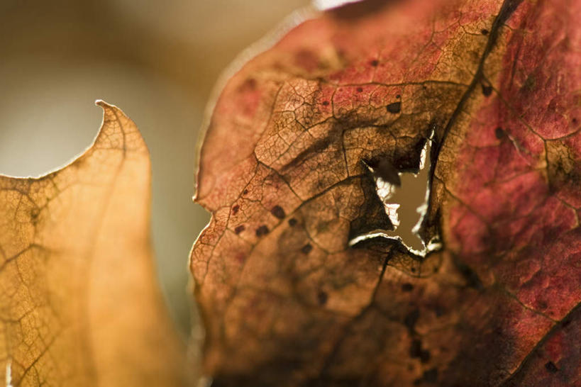 无人,横图,室外,特写,白天,正面,美景,叶子,许多,阴影,朦胧,模糊,残缺,光线,影子,景观,黄色,阳光,自然,景色,腐烂,自然风光,叶,叶片,叶脉,彩图