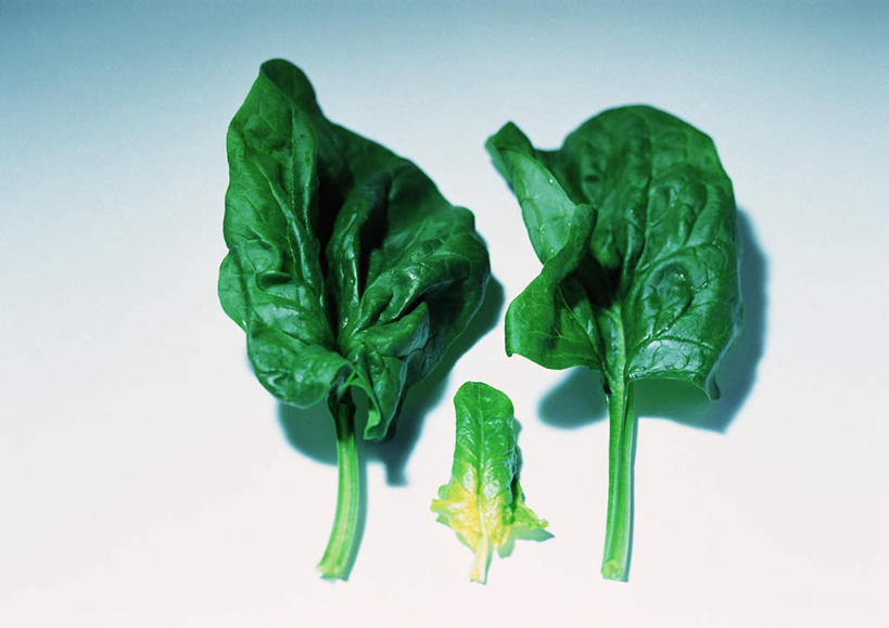无人,横图,俯视,室内,特写,白天,白色背景,桌面,菠菜,蔬菜,两片,阴影,新鲜,反射,纹路,纹理,影子,食品,食物,绿色,摄影,有机食品,绿色食品,影棚,叶脉,鹦鹉菜,鼠根菜,角菜,红嘴绿鹦哥,赤根菜,菠薐菜,波斯草,彩图,高角度拍摄,影棚拍摄,拍摄