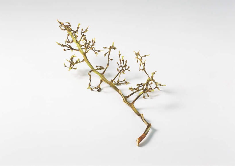 无人,横图,俯视,室内,特写,白天,白色背景,餐桌,桌子,葡萄,水果,新鲜,生食,食品,果实,食物,一个,摄影,有机食品,绿色食品,影棚,单个,餐台,嫩枝,彩图,高角度拍摄,影棚拍摄,拍摄