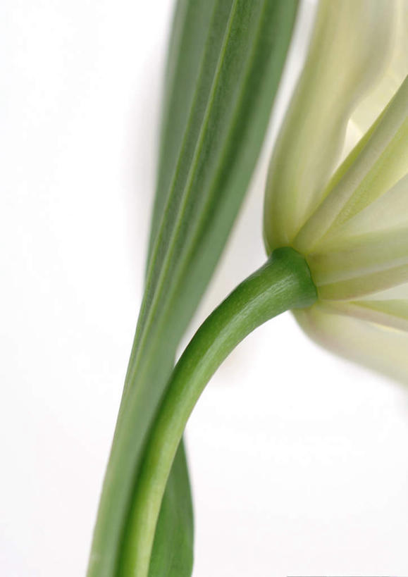 无人,竖图,室内,白天,白色背景,仰视,植物,百合花,叶子,绿叶,花蕾,花瓣,花朵,花卉,鲜花,一朵,白色,花苞,嫩叶,摄影,影棚,强瞿,百合蒜,倒仙,番韭,山丹,叶,叶片,彩图,低角度拍摄,影棚拍摄,拍摄