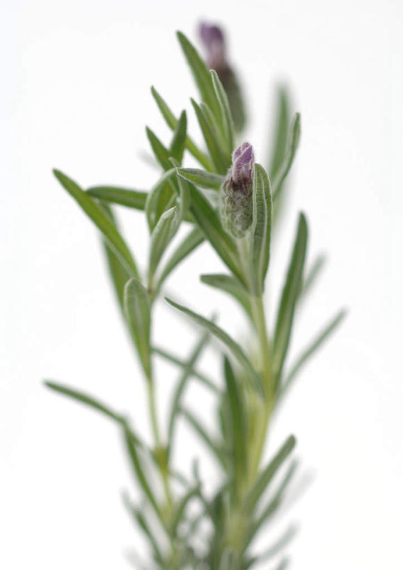 无人,竖图,室内,白天,白色背景,正面,植物,叶子,许多,朦胧,模糊,绿叶,花蕾,花瓣,花朵,花卉,鲜花,紫色,香草,花苞,薰衣草,嫩叶,摄影,影棚,灵香草,黄香草,叶,叶片,彩图,影棚拍摄,拍摄