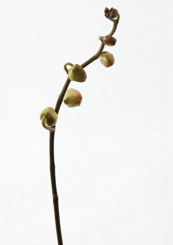 无人,竖图,室内,特写,白天,白色背景,正面,美景,静物,盛开,景观,花蕾,花,花瓣,花朵,鲜花,黄色,自然,花苞,花蕊,景色,摄影,影棚,自然风光,兰花,彩图,影棚拍摄,拍摄