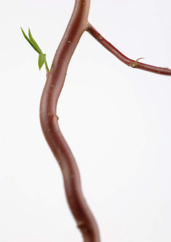 无人,竖图,室内,特写,白天,白色背景,正面,美景,植物,静物,叶子,一片,景观,绿叶,树,树木,树枝,绿色,自然,嫩叶,景色,摄影,影棚,生长,成长,自然风光,叶,叶片,彩图,影棚拍摄,拍摄