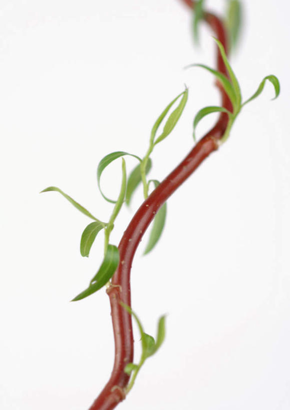 无人,竖图,室内,特写,白天,白色背景,正面,美景,植物,静物,叶子,许多,朦胧,模糊,景观,绿叶,树,树木,树枝,绿色,自然,嫩叶,景色,摄影,影棚,生长,成长,自然风光,叶,叶片,彩图,影棚拍摄,拍摄