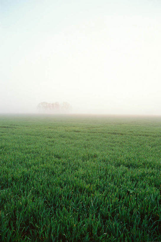 无人,竖图,室外,白天,正面,旅游,度假,草地,草坪,美景,植物,雾,朦胧,模糊,景观,云,云朵,云彩,娱乐,草,树,树木,蓝色,绿色,白云,蓝天,天空,自然,天,享受,休闲,景色,放松,生长,成长,迷雾,自然风光,大雾,彩图