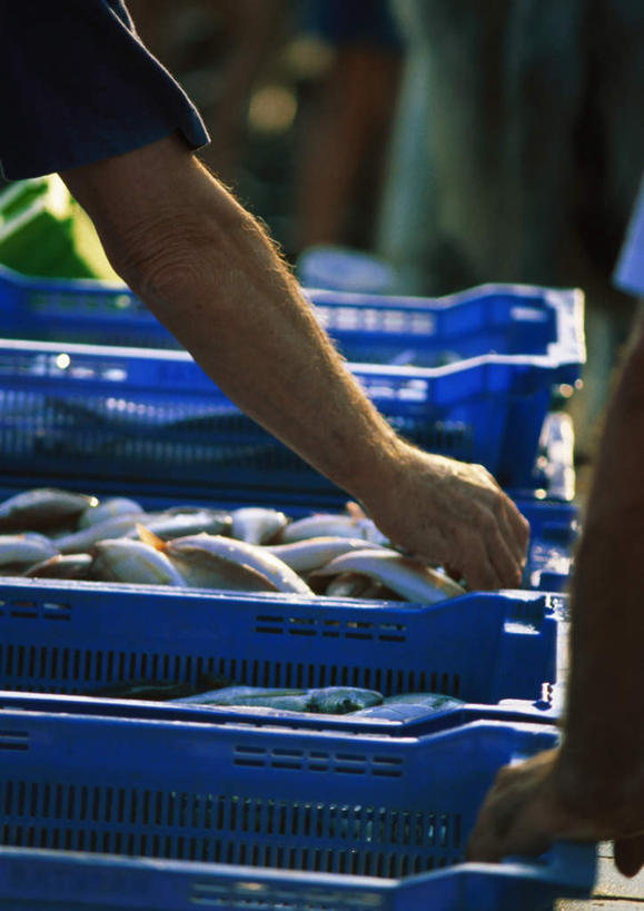 西方人,两个人,站,竖图,室外,特写,白天,正面,欧洲,欧洲人,一堆,许多,弯腰,握,阴影,堆叠,堆积,朦胧,模糊,光线,鱼,影子,集市,市场,拿,拿着,蓝色,阳光,箱子,扶,站着,握着,堆,水生动物,水生物,男人,男性,中年男性,白种人,站立,半身,彩图